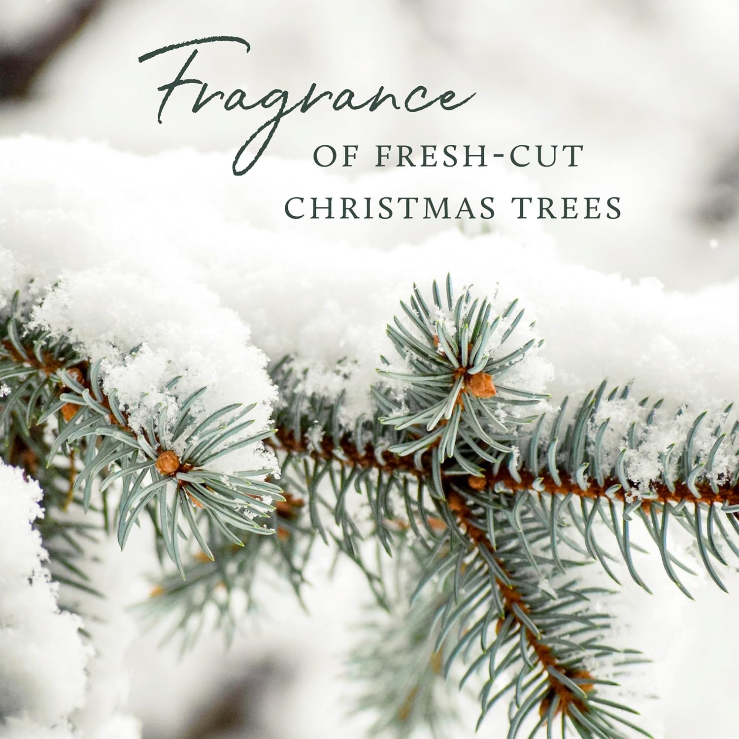 Thymes Home Fragrance Mist - Frasier Fir 3 oz
